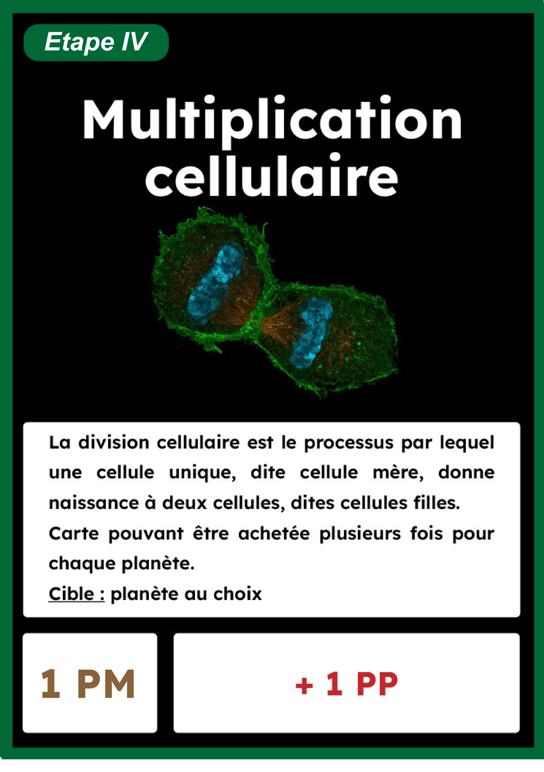 Cellule divisée